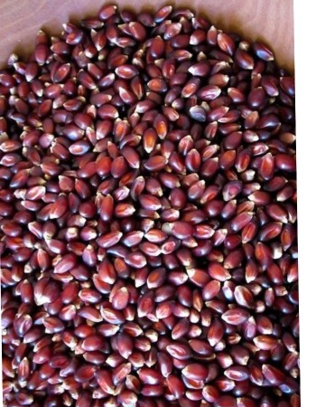 Crimson Popping Corn 1