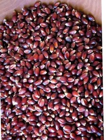 Crimson Popping Corn